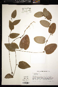 Smilax pumila image