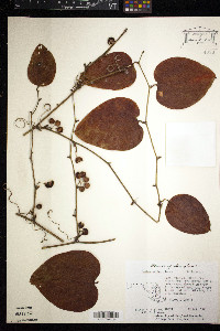 Smilax walteri image