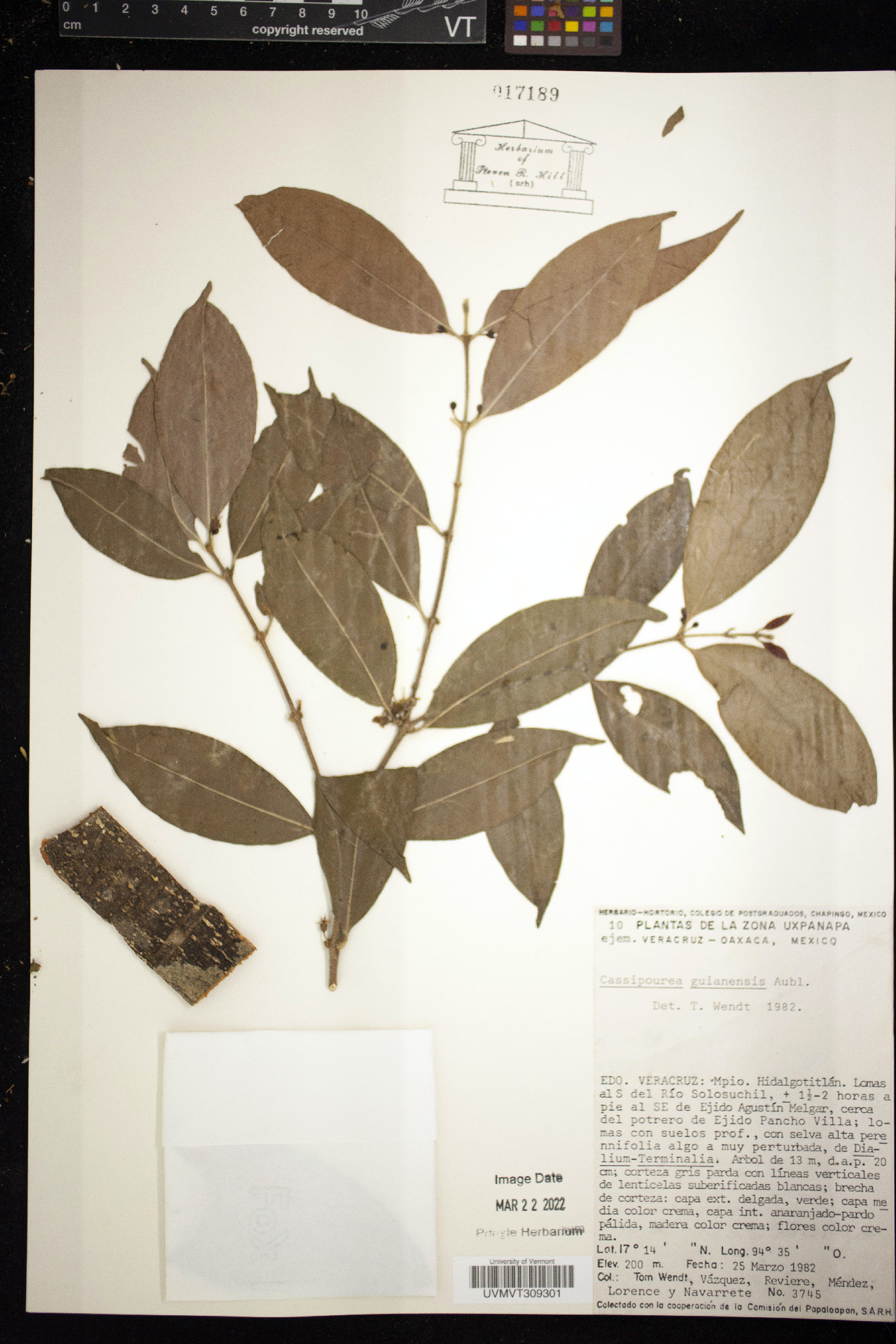 Cassipourea guianensis image