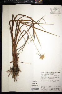 Image of Cephalostemon gracilis