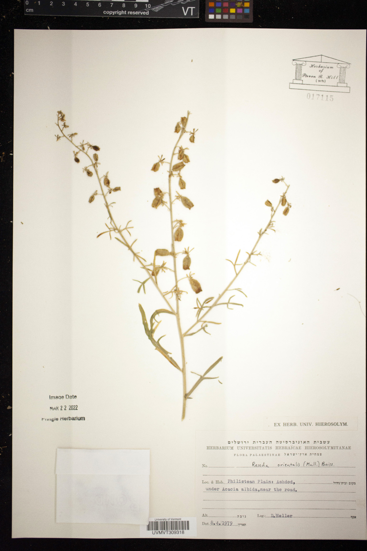 Reseda orientalis image