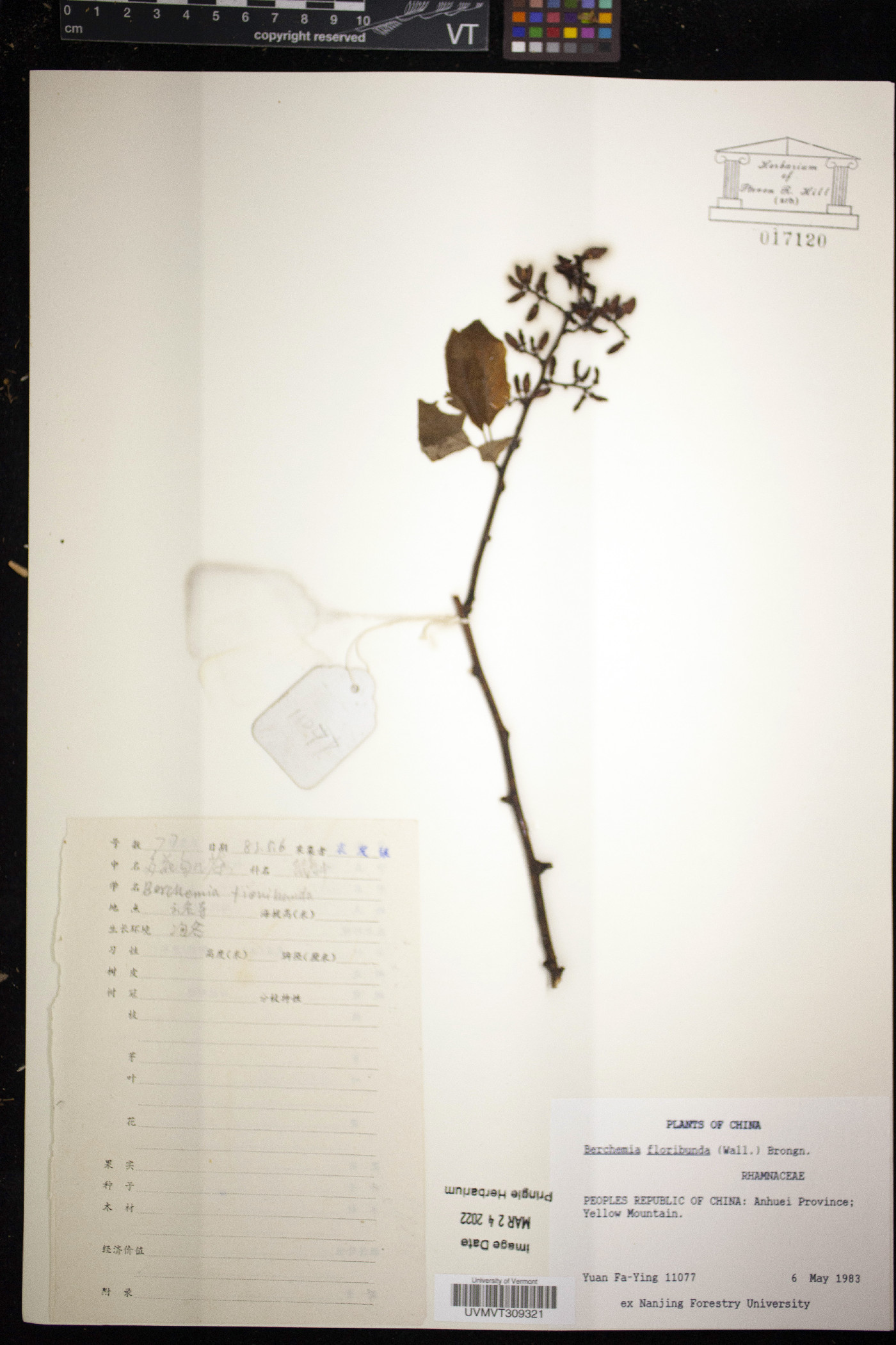 Berchemia floribunda image
