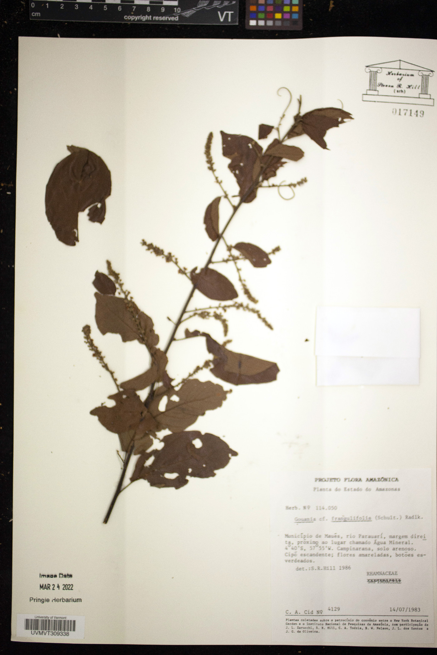 Gouania frangulifolia image