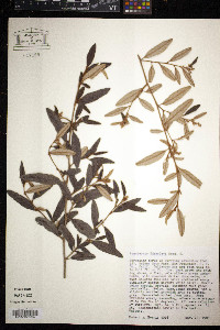 Pomaderris edgerleyi image