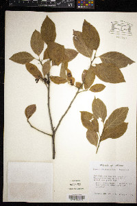 Rhamnus alnifolia image