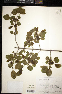 Rhamnus cathartica image