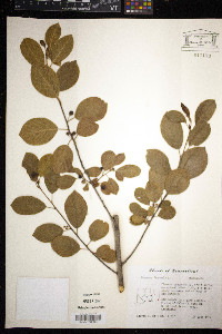 Frangula alnus image