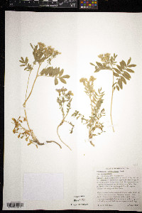 Polemonium pulcherrimum image