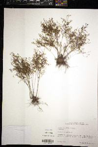 Lechea tenuifolia image