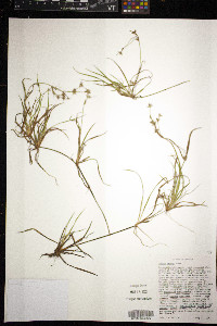 Juncus repens image