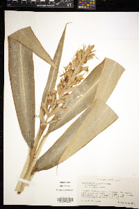 Hedychium coccineum image