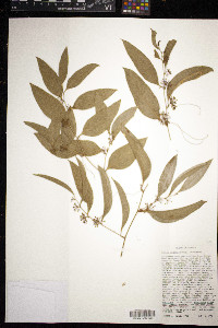 Smilax smallii image