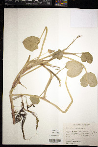 Heteranthera reniformis image