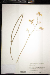 Cohniella ascendens image