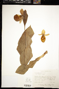 Cypripedium reginae image