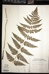 Dryopteris x benedictii image