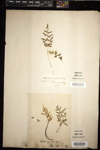 Cryptogramma stelleri image