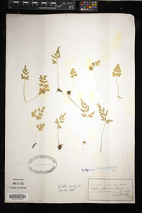 Cryptogramma stelleri image