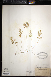 Cryptogramma stelleri image