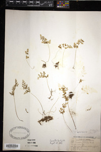 Cryptogramma stelleri image