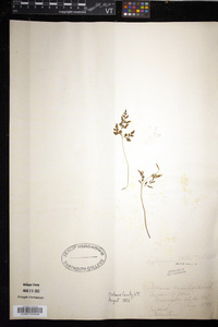 Cryptogramma stelleri image