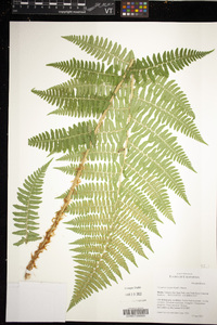 Dryopteris arguta image