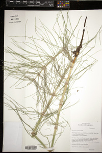 Equisetum telmateia image