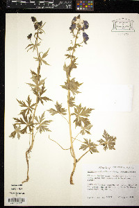 Aconitum columbianum image