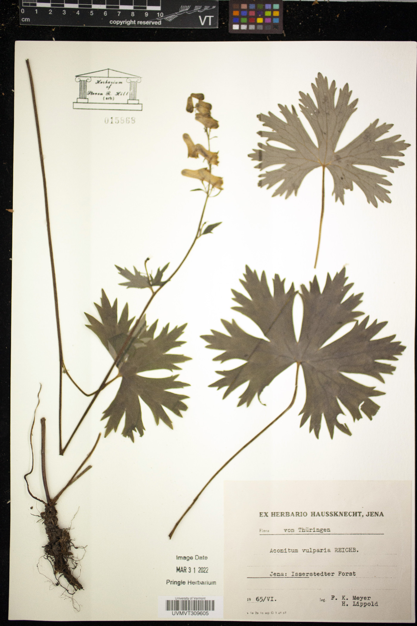 Aconitum vulparia image