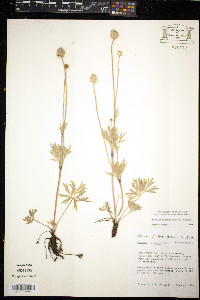 Anemone multifida image