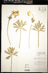 Anemone narcissiflora var. zephyra image