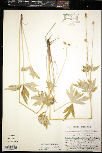 Anemone virginiana var. cylindroidea image
