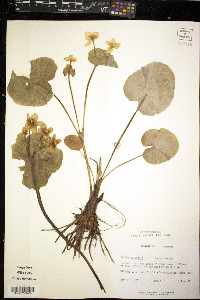 Caltha palustris image