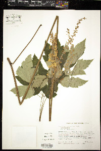 Actaea racemosa image