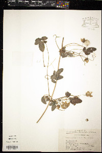 Clematis akebioides image