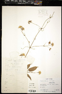 Image of Clematis finetiana