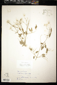 Clematis flammula image