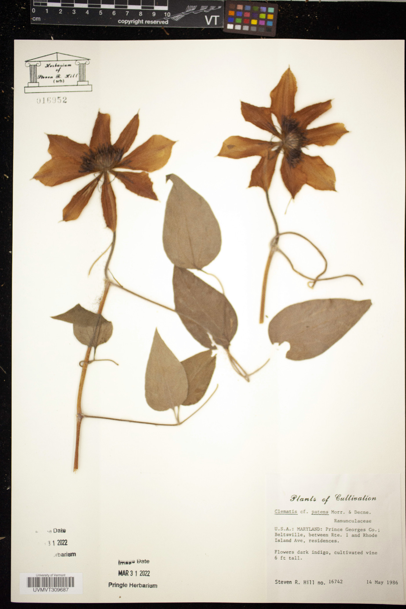 Clematis patens image