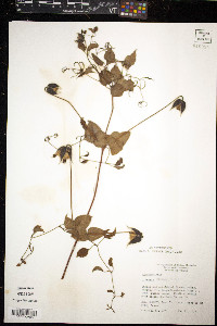 Clematis pitcheri image