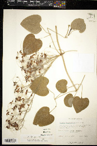 Clematis terniflora image