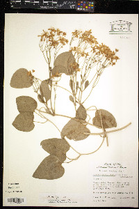 Clematis terniflora image