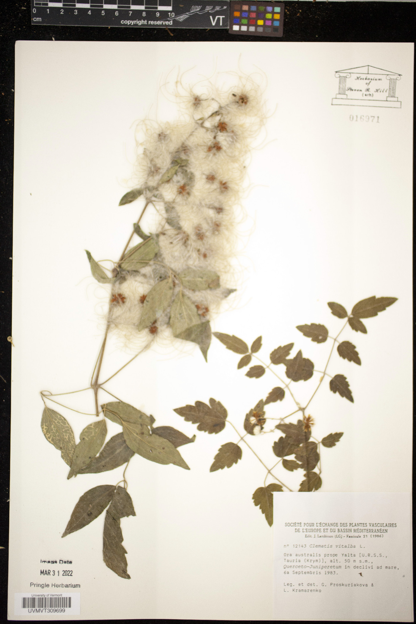 Clematis vitalba image