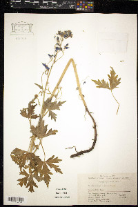 Image of Delphinium campylocentrum