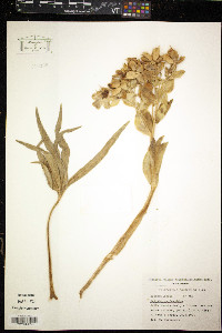 Helleborus foetidus image