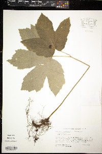 Hydrastis canadensis image