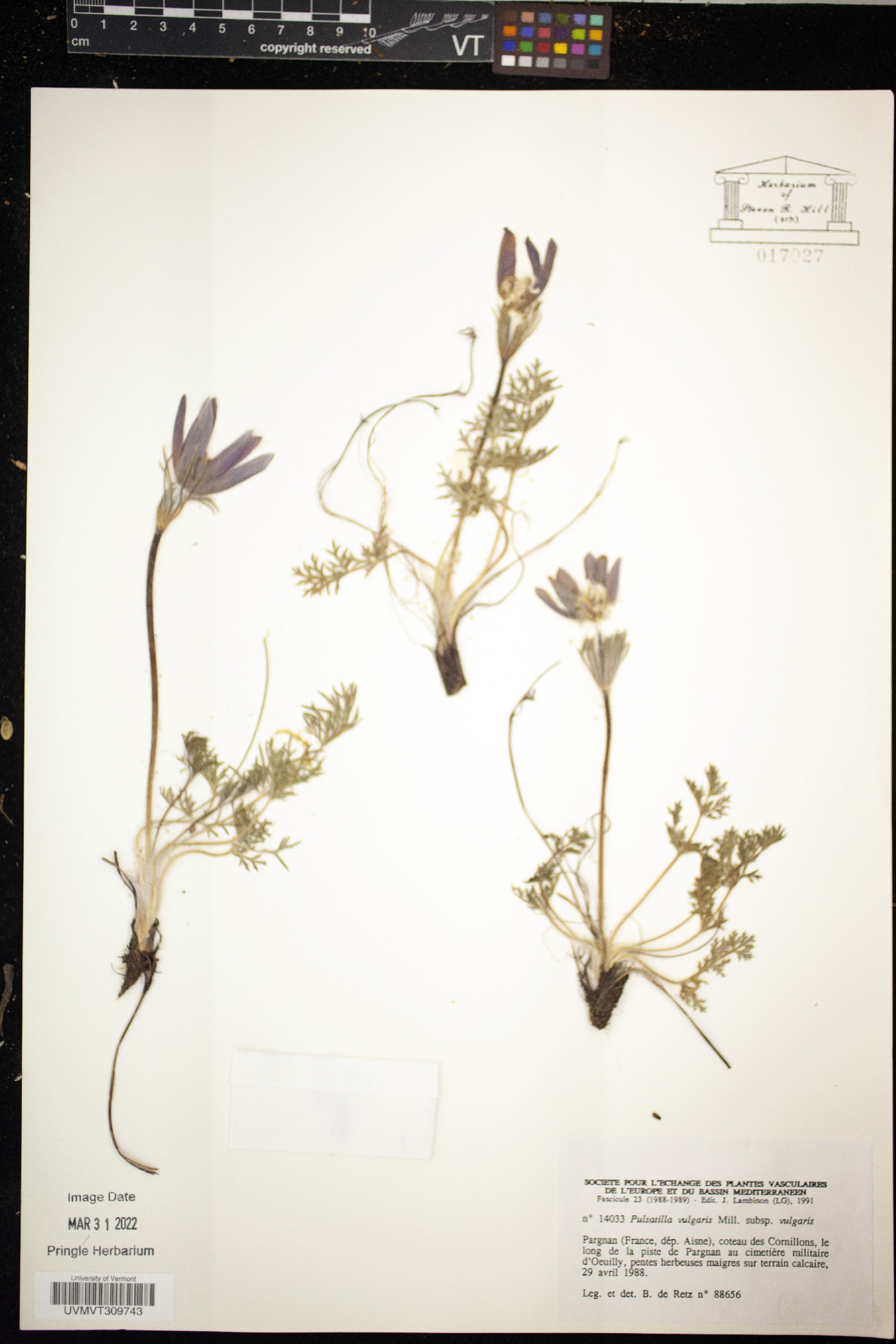 Pulsatilla vulgaris image