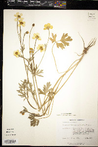 Ranunculus bulbosus image