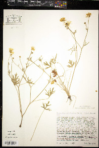 Ranunculus californicus image