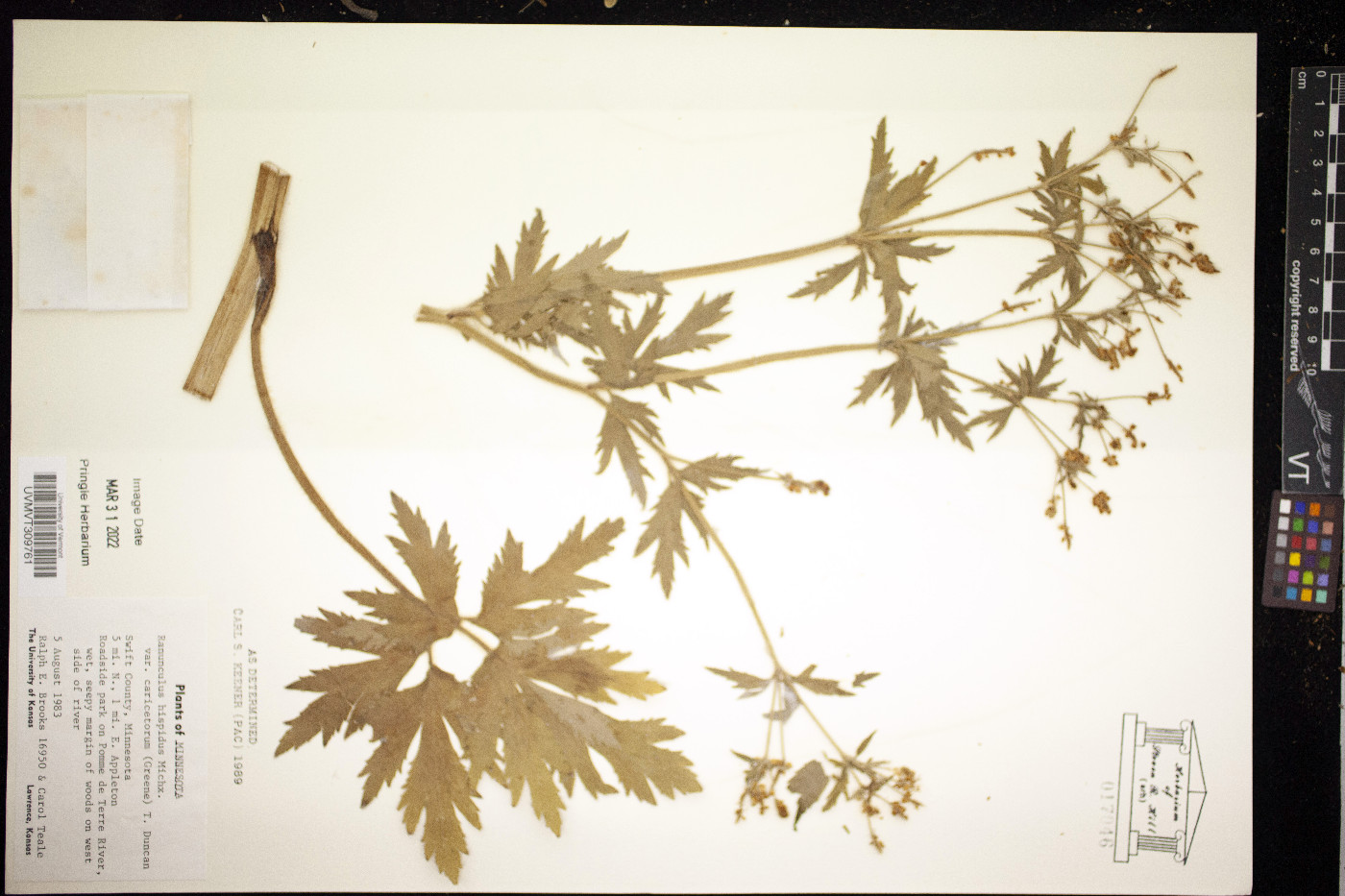 Ranunculus caricetorum image