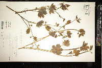 Ranunculus chius image